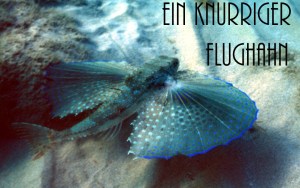 flughahn-kl