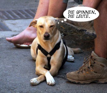 hund-text